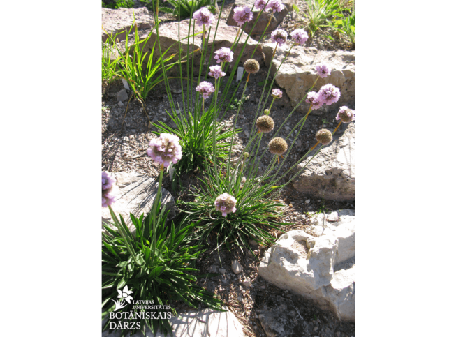 Armeria maritima